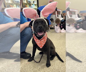 Mutt Dogs for adoption in Germantown, OH, USA