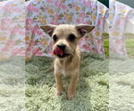 Small Photo #4 Chihuahua-Unknown Mix Puppy For Sale in Pacolet, SC, USA