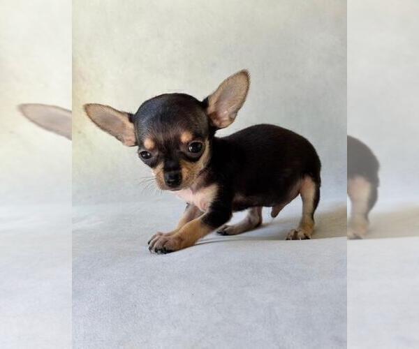 Medium Photo #16 Chihuahua Puppy For Sale in ORLANDO, FL, USA