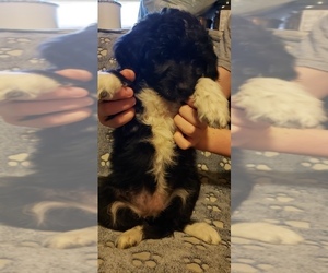 Newfypoo Puppy for sale in BLOOMFIELD, IN, USA