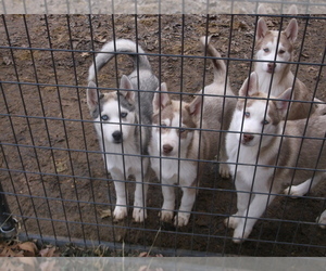Siberian Husky Puppy for sale in MOWEAQUA, IL, USA