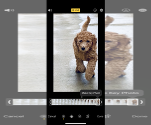 Goldendoodle Puppy for sale in SAN JOSE, CA, USA