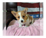 Small Photo #9 Pembroke Welsh Corgi Puppy For Sale in ARROYO GRANDE, CA, USA