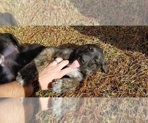 Dutch Shepherd Dog-Great Pyrenees Mix Puppy for sale in PINEBLUFF, NC, USA