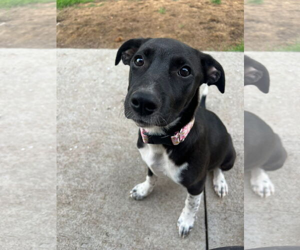 Medium Photo #3 Border Collie-Unknown Mix Puppy For Sale in Duluth, MN, USA