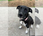 Small #2 Border Collie Mix