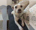 Small #1 Chihuahua Mix
