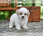 Small #2 Shih Tzu