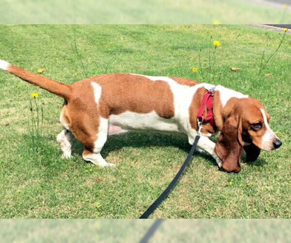 Medium Photo #2 Basset Hound Puppy For Sale in Deepwater, NJ, USA