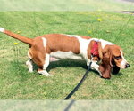 Small #1 Basset Hound