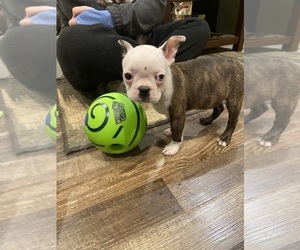 Boston Terrier Puppy for sale in FREDONIA, KS, USA