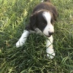 Small Photo #6 Border Collie Puppy For Sale in GUSTINE, CA, USA