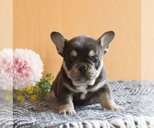 French Bulldog Puppy for sale in EAST EARL, PA, USA