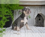 Small #5 French Bulldog