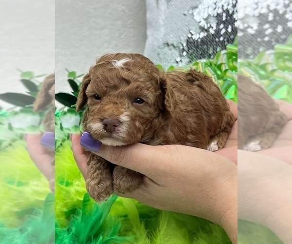 Medium Photo #1 Cavapoo Puppy For Sale in BULLARD, TX, USA