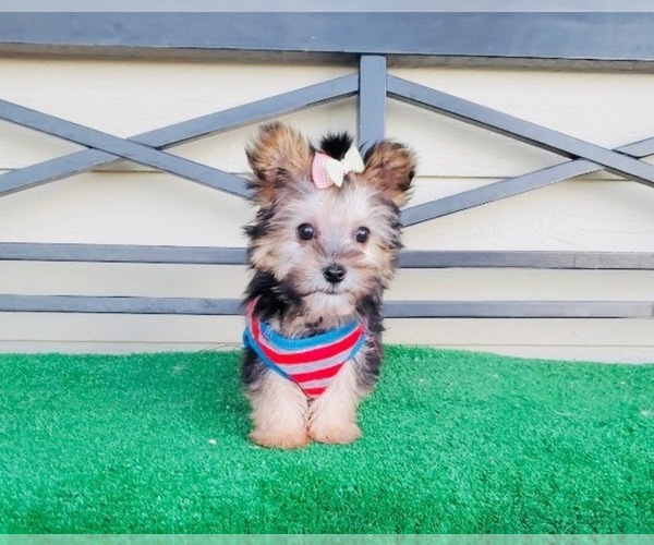 Medium Photo #3 Morkie Puppy For Sale in SANTA CLARITA, CA, USA