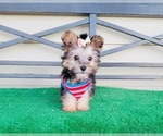 Small Photo #3 Morkie Puppy For Sale in SANTA CLARITA, CA, USA