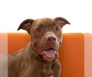 Chocolate Labrador retriever-Unknown Mix Dogs for adoption in Kanab, UT, USA
