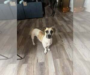 American Pit Bull Terrier-Basset Hound Mix Dogs for adoption in Naples, FL, USA