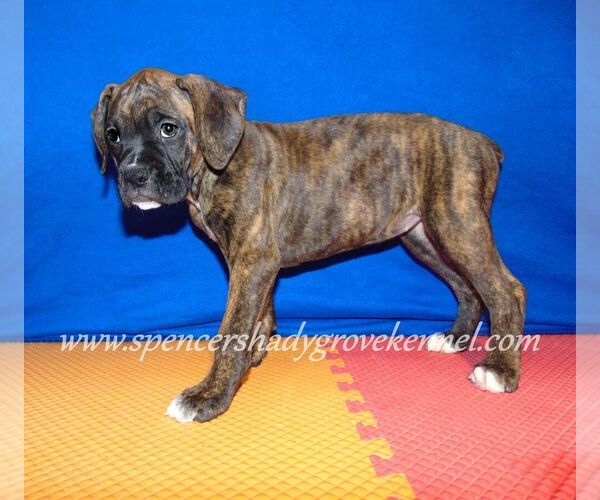 Medium Photo #5 Boxer Puppy For Sale in CABOOL, MO, USA