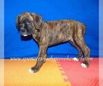 Small #4 Boxer