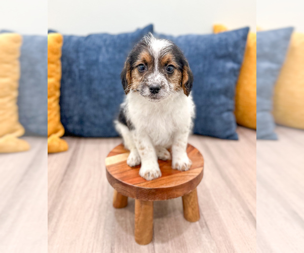 Medium Photo #2 Beaglier Puppy For Sale in MILLERSBURG, OH, USA