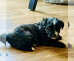 Small #2 Mutt