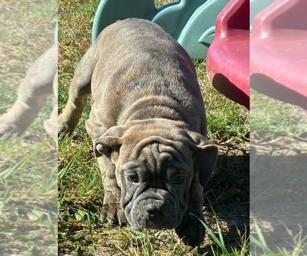 Medium Photo #10 English Bulldogge Puppy For Sale in CENTER BARNSTEAD, NH, USA