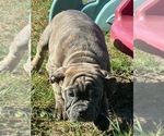 Small Photo #10 English Bulldogge Puppy For Sale in CENTER BARNSTEAD, NH, USA
