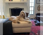 Small Photo #1 Goldendoodle-Irish Doodle Mix Puppy For Sale in LAKELAND, FL, USA