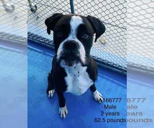 Boxer-Unknown Mix Dogs for adoption in Calgary, Alberta, Canada