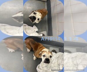 Bull-Pei Dogs for adoption in San Antonio, TX, USA