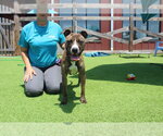 Small #2 Boxer Mix