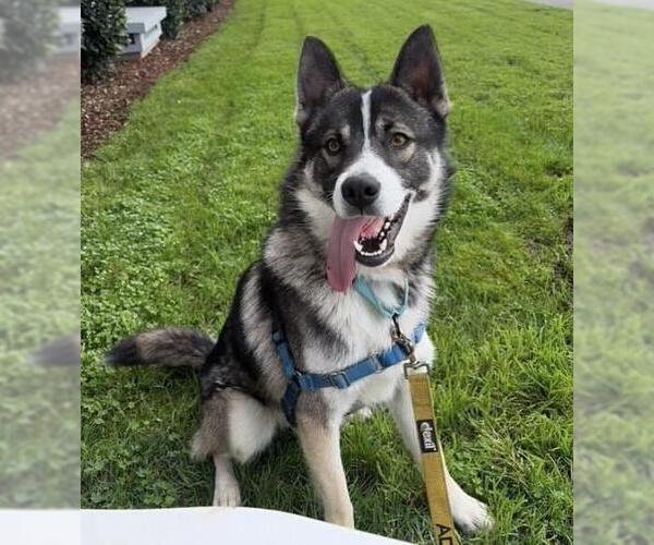 Medium Photo #2 Siberian Husky Puppy For Sale in Santa Barbara, CA, USA