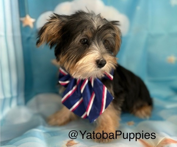 Medium Photo #1 Yorkshire Terrier Puppy For Sale in CENTER HILL, FL, USA