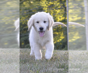 Golden Retriever Puppy for sale in GOSHEN, OH, USA