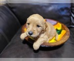 Small Photo #12 Golden Retriever Puppy For Sale in CHIMACUM, WA, USA