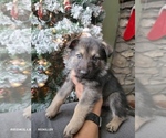 Small Photo #6 German Shepherd Dog Puppy For Sale in FLEISCHMANNS, NY, USA