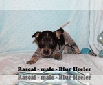 Small Photo #2 Australian Cattle Dog-Rat Terrier Mix Puppy For Sale in CLARKRANGE, TN, USA