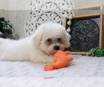 Small Photo #5 Bichon Frise Puppy For Sale in SYRACUSE, IN, USA