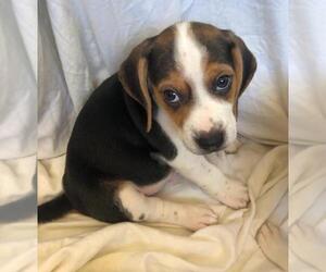 Beagle Puppy for sale in LAKESIDE, CA, USA