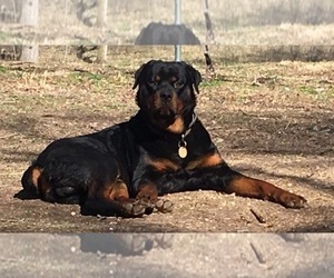 Father of the Rottweiler puppies born on 09/18/2022