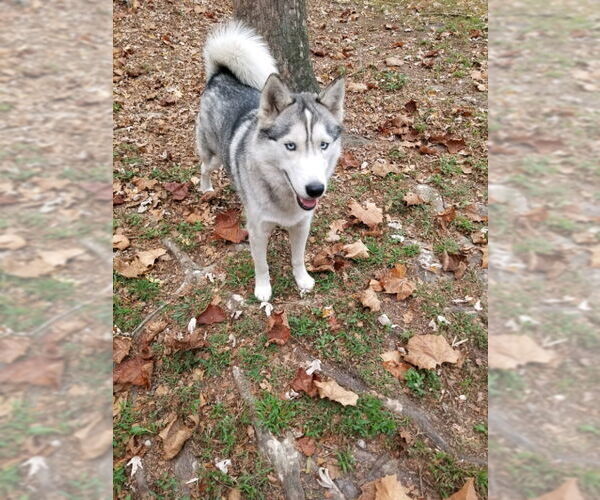 Medium Photo #2 Siberian Husky Puppy For Sale in Severn, MD, USA