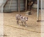 Small Photo #1 Australian Shepherd Puppy For Sale in CLINTON, NC, USA