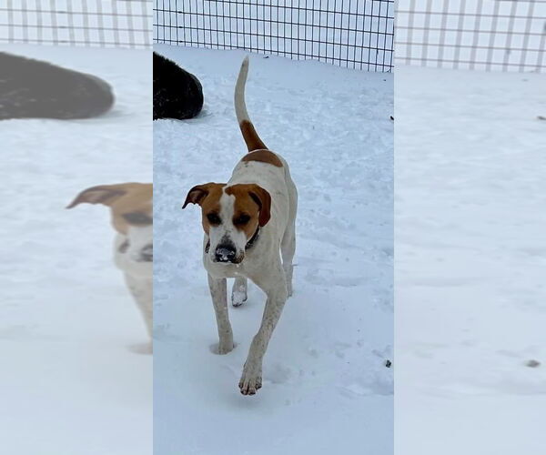 Medium Photo #11 Pointer-Unknown Mix Puppy For Sale in Hillsboro, MO, USA