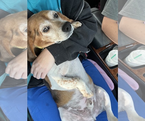 Medium Photo #9 Beagle Puppy For Sale in Dunnellon, FL, USA