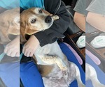 Small #8 Beagle