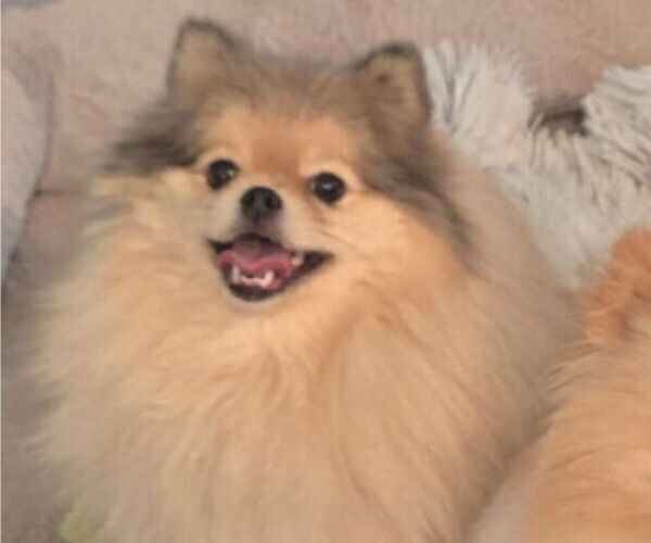 Medium Photo #1 Pomeranian Puppy For Sale in MENIFEE, CA, USA