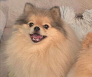 Mother of the Pomeranian puppies born on 06/06/2026