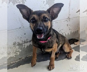Chihuahua-Unknown Mix Dogs for adoption in Washington, DC, USA